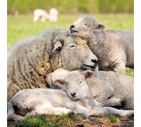 ArtEco Designs Birthday/Blank Photographic Card for Men/Women - General Male/Female Card - Ewe & Lambs - Eco-Friendly & Recyclable - Made in the UK