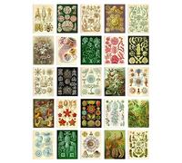 Artery8 50 Pcs Botanical Aesthetic Haeckel Colourful Collage Kit Wall Art Prints A6 Set Pack 15x10 cm (6x4") Bedroom Wall Home Bathroom Pictures Sea Art