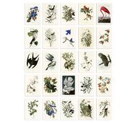 Artery8 50 Pcs John Audubon Bird Illustrations A6 Art Set Pack 14.8 x 10.5cm | Size: 14.8 x 10.5 cm Artery8 Multicolor 14.8 x 10.5 cm