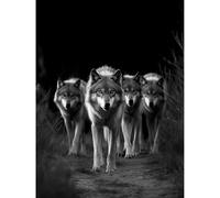 Artery8 A Pack of Wolves Wild Animal Black and White Photo Large Wall Art Poster Print Thick Paper 18X24 Inch