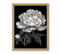 Artery8 A Peony Flower Bloom Black and White Blind Contour Artwork Framed Wall Art Print 18X24 Inch