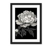 Artery8 A Peony Flower Bloom Black and White Blind Contour Artwork Framed Wall Art Print 18X24 Inch