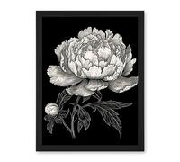 Artery8 A Peony Flower Bloom Black and White Blind Contour Artwork Framed Wall Art Print 18X24 Inch