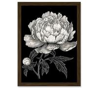 Artery8 A Peony Flower Bloom Black and White Blind Contour Artwork Framed Wall Art Print A4