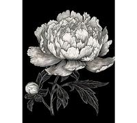 Artery8 A Peony Flower Bloom Black and White Blind Contour Extra Large XL Wall Art Poster Print