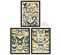 Artery8 Millot Butterflies Wall Art - Set of 3 A4 Sized Art with Black Frames - Insects Papillons Vintage Millot Study Office Aesthetic