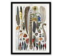 Artery8 Adolphe Millot Framed Wall Art Print Plumes Exotic Bird Feathers - A4 Size