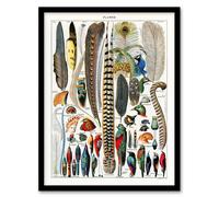 Artery8 Adolphe Millot Framed Wall Art Print Plumes Exotic Bird Feathers in White | Size: A4 Artery8 White A4