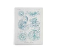 Artery8 Aequoreidae Jellyfish Marine Life Species Haeckel Canvas Art Print in White | Size: W24" x H32" Artery8 White W24" x H32"
