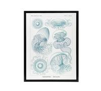 Artery8 Aequoreidae Jellyfish Marine Life Species Haeckel Framed Canvas Art in White | Size: W18" x H24" Artery8 White W18" x H24"