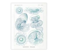 Artery8 Aequoreidae Jellyfish Marine Life Species Haeckel Wall Art Poster Print 12X16"
