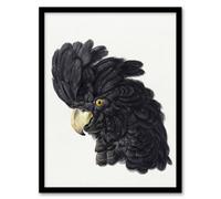 Artery8 Aert Schouman Framed Wall Art Head of a Black Cockatoo Watercolour in White | Size: A3 Artery8 White A3