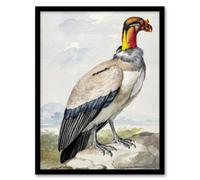 Artery8 Aert Schouman Framed Wall Art King Vulture Bird Vintage Watercolour | Size: A4 Artery8 Multicolor A4