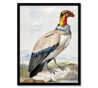 Artery8 Aert Schouman Framed Wall Art King Vulture Bird Vintage Watercolour | Size: A3 Artery8 Multicolor A3