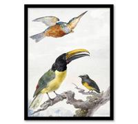 Artery8 Aert Schouman Framed Wall Art Kingfisher Toucan Bird & a Sparrow in White | Size: A4 Artery8 White A4