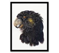 Artery8 Aert Schouman Framed Wall Art Print Cockatoo Parrot Head Watercolour in White | Size: A4 Artery8 White A4