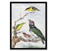 Artery8 Aert Schouman Framed Wall Art Print Four Different Birds on a Branch | Size: A4 Artery8 Multicolor A4