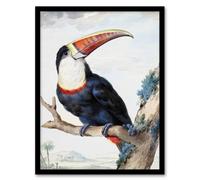 Artery8 Aert Schouman Framed Wall Art Print Red Billed Toucan Bird Painting in White | Size: A3 Artery8 White A3