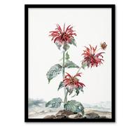 Artery8 Aert Schouman Framed Wall Art Red Bergamot Flowers in a Landscape in White | Size: A3 Artery8 White A3