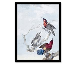 Artery8 Aert Schouman Framed Wall Art Three Crimson Sunbirds Watercolour - A3 Size