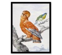Artery8 Aert Schouman Framed Wall Art Two Exotic Birds Watercolour Painting in White | Size: A3 Artery8 White A3