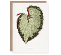 Artery8 AF Lydon B Fawcett Begonia Rex Grandis Variety Leaf Blank Art Greeting Card