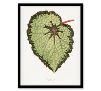 Artery8 AF Lydon B Fawcett Begonia Rex Isis Variety Leaf Framed Wall Art Print in White | Size: W12" x H16" Artery8 White W12" x H16"