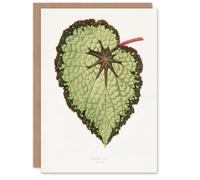 Artery8 AF Lydon B Fawcett Begonia Rex Isis Variety Leaf Personalised Art Greeting Card