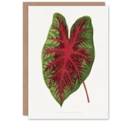 Artery8 AF Lydon B Fawcett Caladium Bicolor Splendens Leaf Art Greeting Card in White Artery8 White