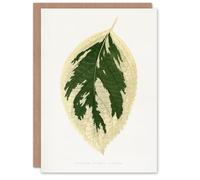 Artery8 AF Lydon B Fawcett Hydrangea Japonica Variegata Leaf Personalised Art Greeting Card