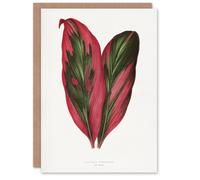 Artery8 AF Lydon B Fawcett Pink Dracaena Terminalis Leaf Art Greeting Card in White Artery8 White