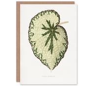 Artery8 AF Lydon Benjamin Fawcett Begonia Marshall Leaf Blank Art Greeting Card