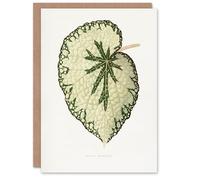 Artery8 AF Lydon Benjamin Fawcett Begonia Marshall Leaf Blank Art Greeting Card