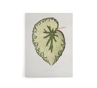 Artery8 AF Lydon Benjamin Fawcett Begonia Marshall Leaf Canvas Wall Art Print in White | Size: W18" x H24" Artery8 White W18" x H24"