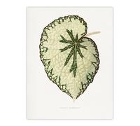 Artery8 AF Lydon Benjamin Fawcett Begonia Marshall Leaf Wall Art Print in White | Size: W18" x H24" Artery8 White W18" x H24"
