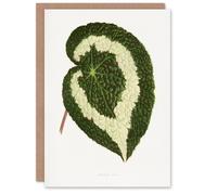 Artery8 AF Lydon Benjamin Fawcett Begonia Red Leaf Blank Art Greeting Card