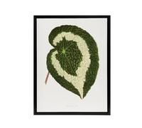 Artery8 AF Lydon Benjamin Fawcett Begonia Red Leaf Framed Canvas Art Print in White | Size: W24" x H32" Artery8 White W24" x H32"