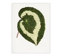 Artery8 AF Lydon Benjamin Fawcett Begonia Red Leaf Wall Art Print in White | Size: W18" x H24" Artery8 White W18" x H24"