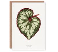 Artery8 AF Lydon Benjamin Fawcett Begonia Rex Leaf Art Greeting Card in White Artery8 White
