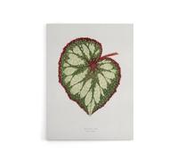 Artery8 AF Lydon Benjamin Fawcett Begonia Rex Leaf Canvas Wall Art Print in White | Size: W24" x H32" Artery8 White W24" x H32"