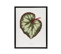 Artery8 AF Lydon Benjamin Fawcett Begonia Rex Leaf Framed Canvas Art Print in White | Size: W18" x H24" Artery8 White W18" x H24"
