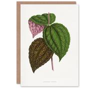 Artery8 AF Lydon Benjamin Fawcett Bertolonia Guttata Leaves Blank Art Greeting Card