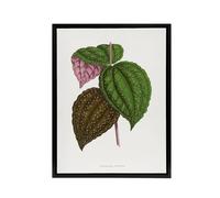 Artery8 AF Lydon Benjamin Fawcett Bertolonia Guttata Leaves Framed Canvas Art in White | Size: W12" x H16" Artery8 White W12" x H16"