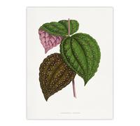 Artery8 AF Lydon Benjamin Fawcett Bertolonia Guttata Leaves Wall Art Print in White | Size: W12" x H16" Artery8 White W12" x H16"