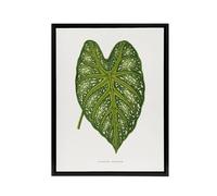 Artery8 AF Lydon Benjamin Fawcett Caladium Mirabile Leaf Framed Canvas Art in White | Size: W18" x H24" Artery8 White W18" x H24"