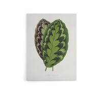 Artery8 AF Lydon Benjamin Fawcett Calathea Veitchiana Leaf Canvas Art Print in White | Size: W18" x H24" Artery8 White W18" x H24"