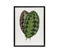 Artery8 AF Lydon Benjamin Fawcett Calathea Veitchiana Leaf Framed Canvas Art in White | Size: W12" x H16" Artery8 White W12" x H16"
