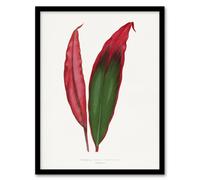 Artery8 AF Lydon Benjamin Fawcett Cordyline Fruticosa Leaf Framed Art Print in White | Size: W12" x H16" Artery8 White W12" x H16"