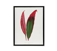 Artery8 AF Lydon Benjamin Fawcett Cordyline Fruticosa Leaf Framed Canvas Art in White | Size: W18" x H24" Artery8 White W18" x H24"