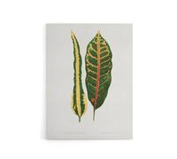 Artery8 AF Lydon Benjamin Fawcett Croton Plant Leaf Varieties Canvas Art Print in White | Size: W12" x H16" Artery8 White W12" x H16"